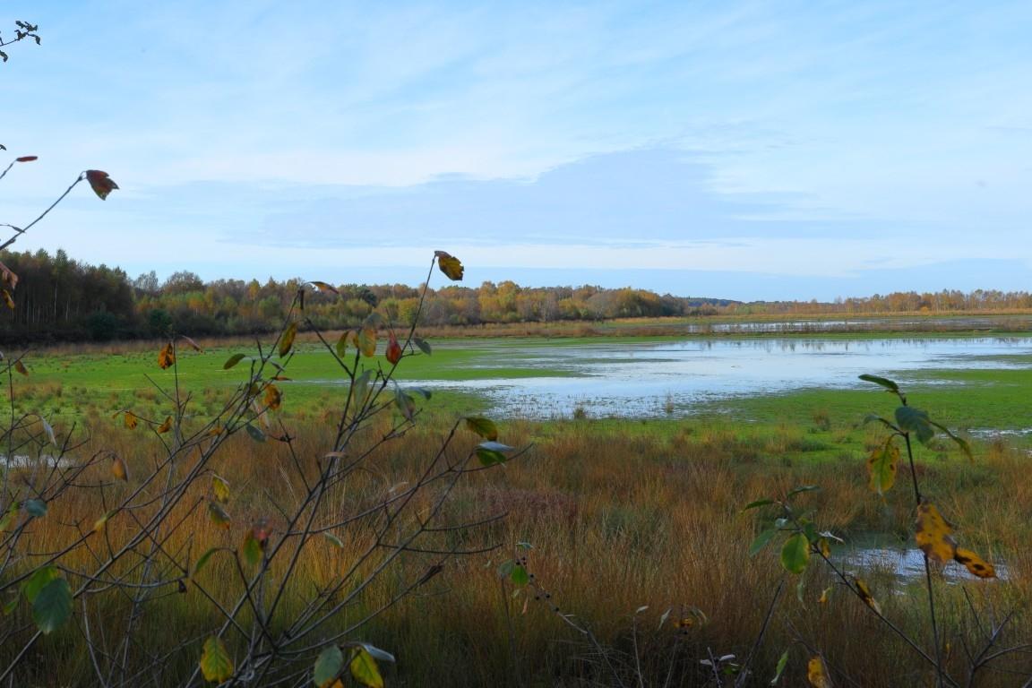 1K3A5478-herbstliche-Moorimpressionen-Mittel
