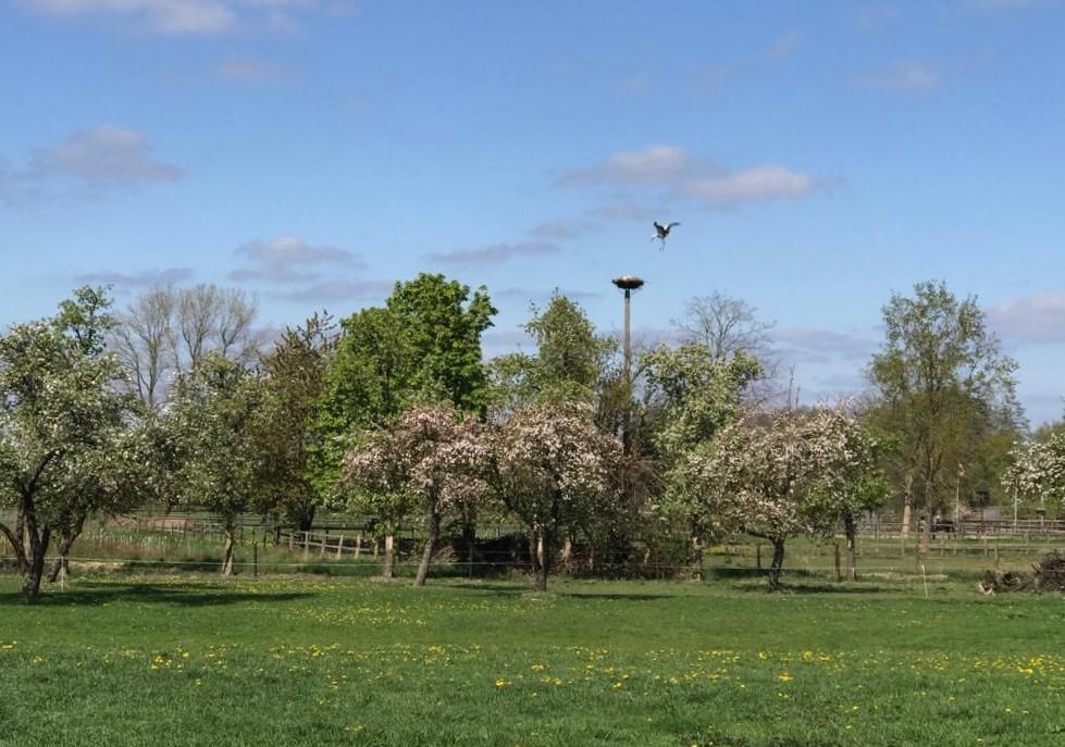 2022-04-25Streuobstwiese